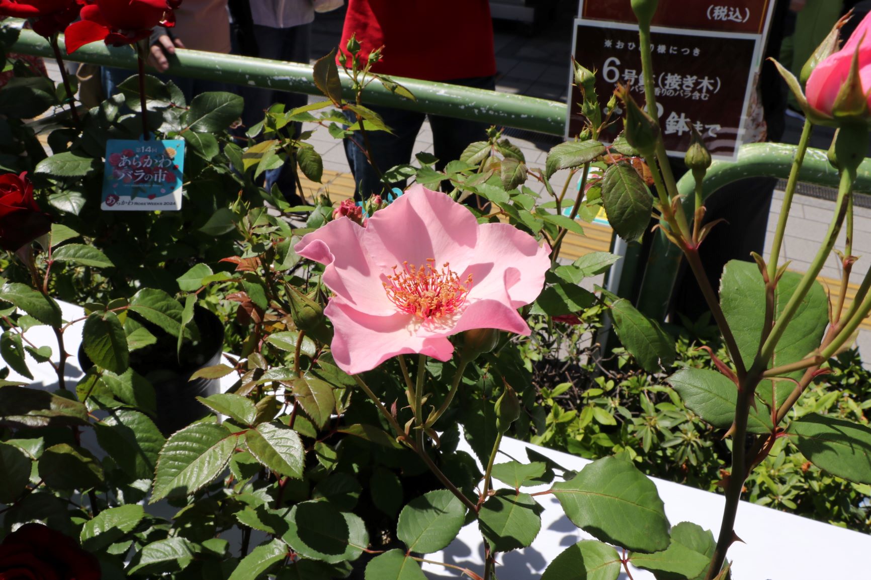 バラの花鉢2