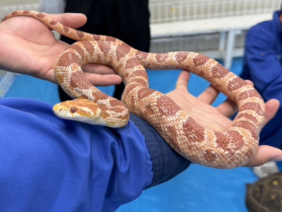 ヘビにさわってみよう