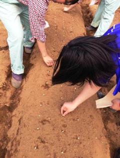 三河島枝豆の種を植えている写真