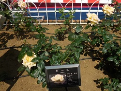 平和のバラパネル展示