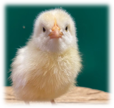 ひよこ