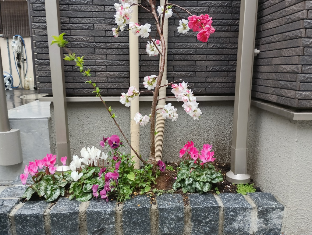 藤崎01