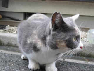 耳カットの猫の写真